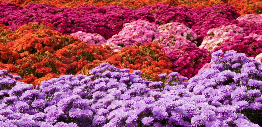 Purple, pink, hot pink, red, and orange mums in a field