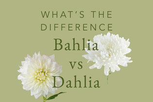 Bahlias vs. Dahlias: What's the Difference