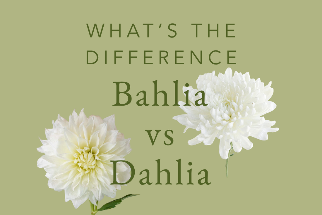 Bahlias vs. Dahlias: What's the Difference