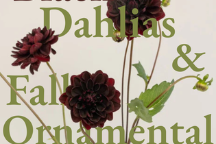 Black Dahlias and Fall Ornamental Grasses