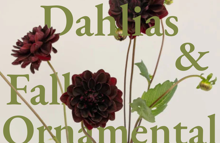 Black Dahlias and Fall Ornamental Grasses