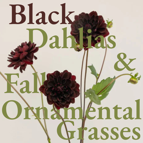 Black Dahlias and Fall Ornamental Grasses