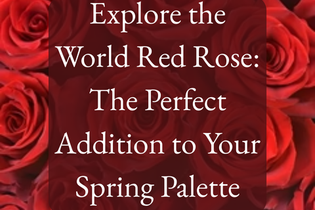Red roses with the title "Explore the World Red Rose: The Perfect Addition to Your Spring Palette