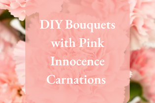 DIY Bouquets with Pink Innocence Carnations 