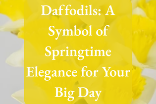 Daffodils: A Symbol of Springtime Elegance for Your Big Day