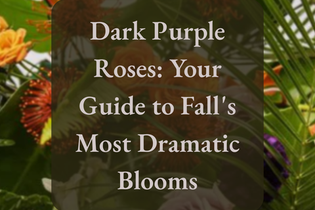 Dark Purple Roses: Your Guide to Fall's Most Dramatic Blooms