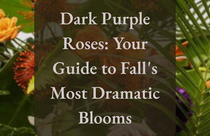 Dark Purple Roses: Your Guide to Fall's Most Dramatic Blooms