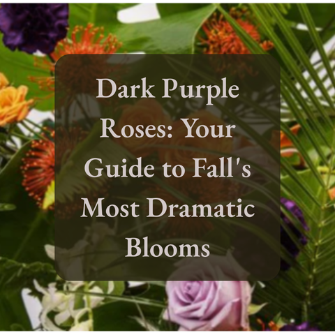 Dark Purple Roses: Your Guide to Fall's Most Dramatic Blooms
