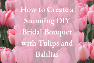 If you’re envisioning a bouquet that exudes romance, elegance, and timeless charm, consider crafting your own bridal masterpiece with&nbsp;light pink brushstrokes painted tulips and our powder pink bahlia flowers.