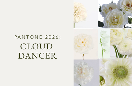 Pantone 2026 Color of the Year: Say Hello to Cloud Dancer