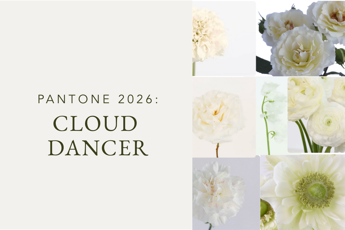 Pantone 2026 Color of the Year: Say Hello to Cloud Dancer