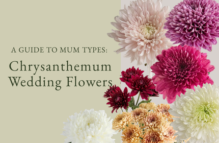 Chrysanthemum Wedding Flowers A Guide to Mum Types