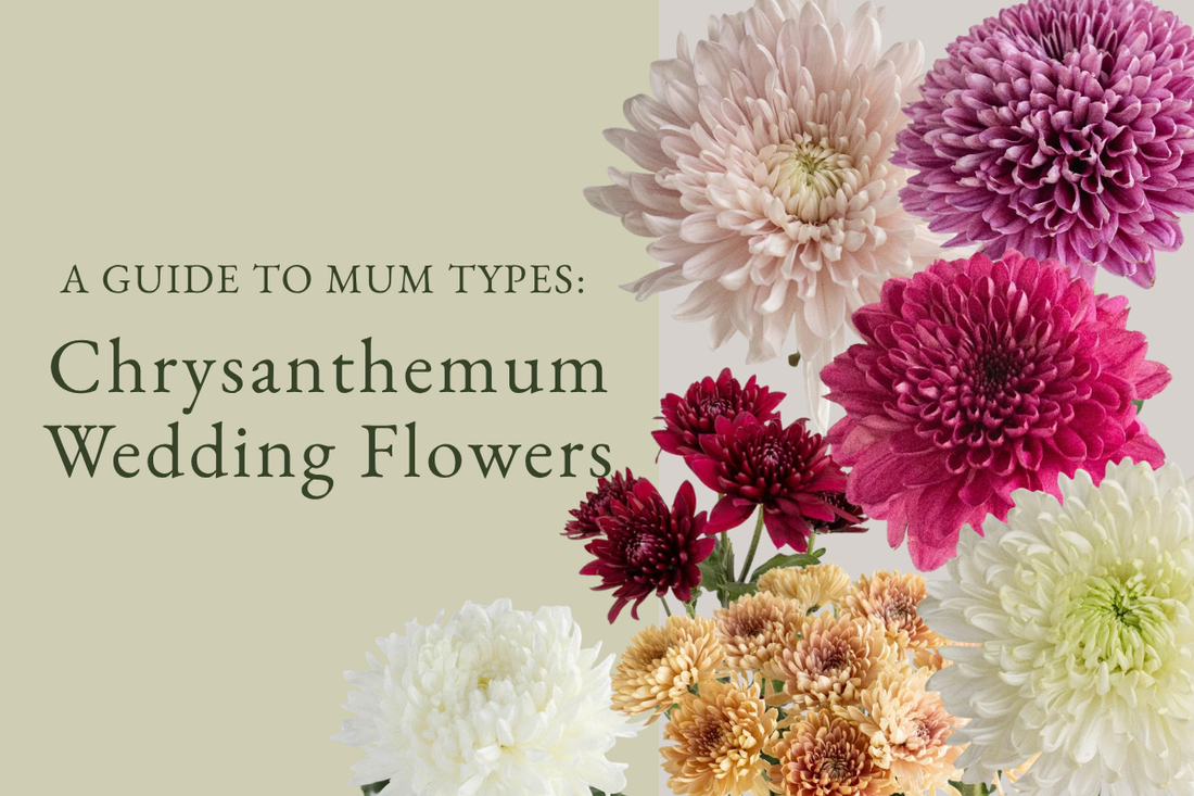 Chrysanthemum Wedding Flowers A Guide to Mum Types