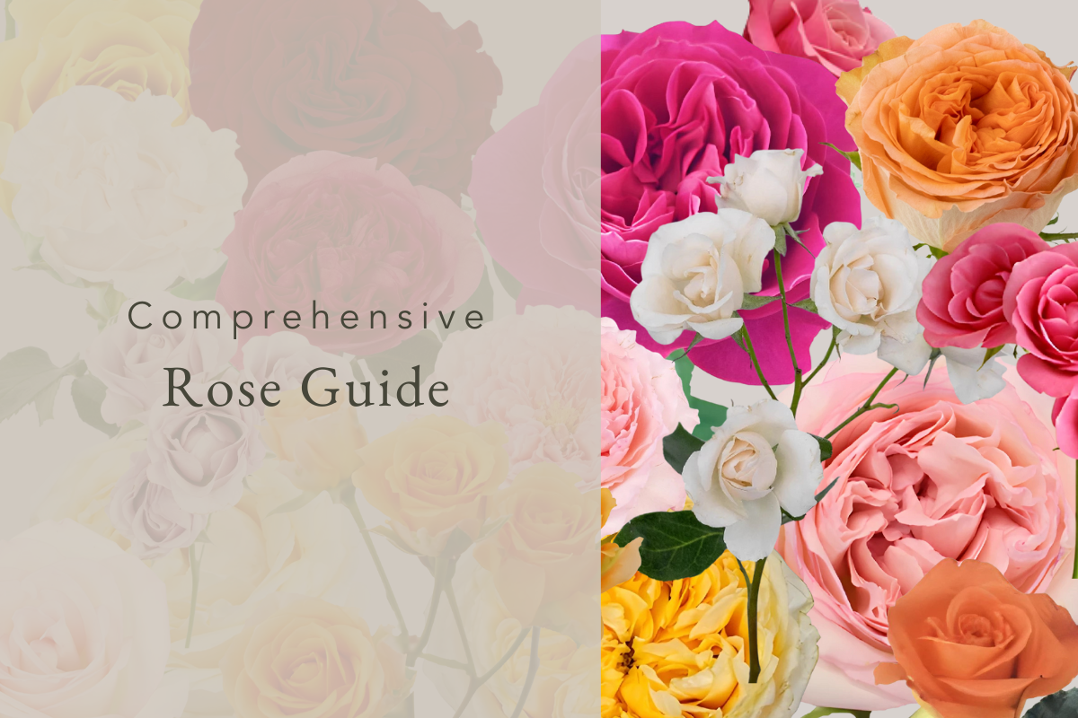 A Comprehensive Guide to Comparing Different Types of Roses - Fifty...
