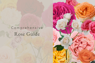 Comprehensive Rose Guide