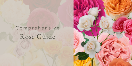 Comprehensive Rose Guide