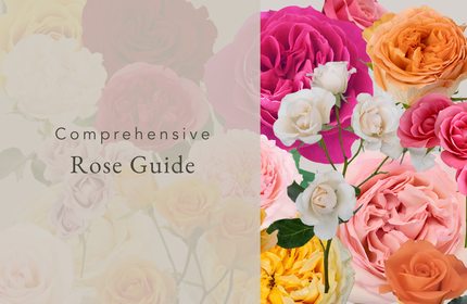Comprehensive Rose Guide