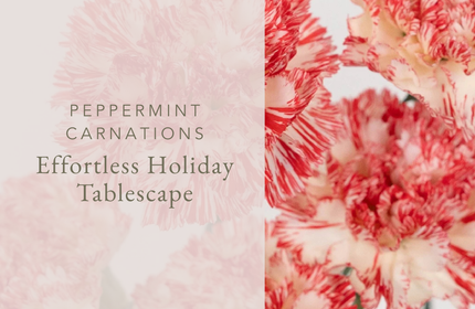 Effortless Holiday Tablescape with Peppermint Carnations