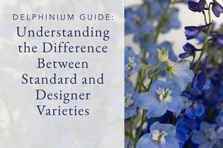 Delphinium Guide Understanding the Difference Between Standard and Designer Varieties