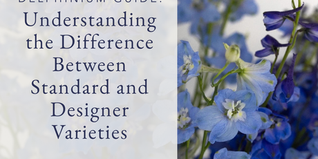 Delphinium Guide Understanding the Difference Between Standard and Designer Varieties
