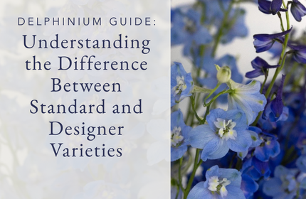 Delphinium Guide Understanding the Difference Between Standard and Designer Varieties