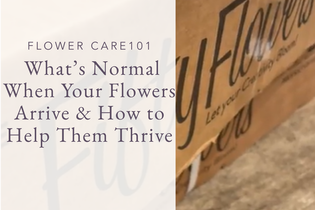 Flower Care 101 What’s Normal When Your Flowers Arrive & How to Help Them Thrive