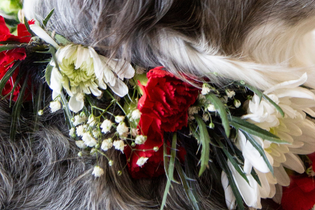 Floral Collars and Crowns for your Four Legged Friends featured image dog with floral collar