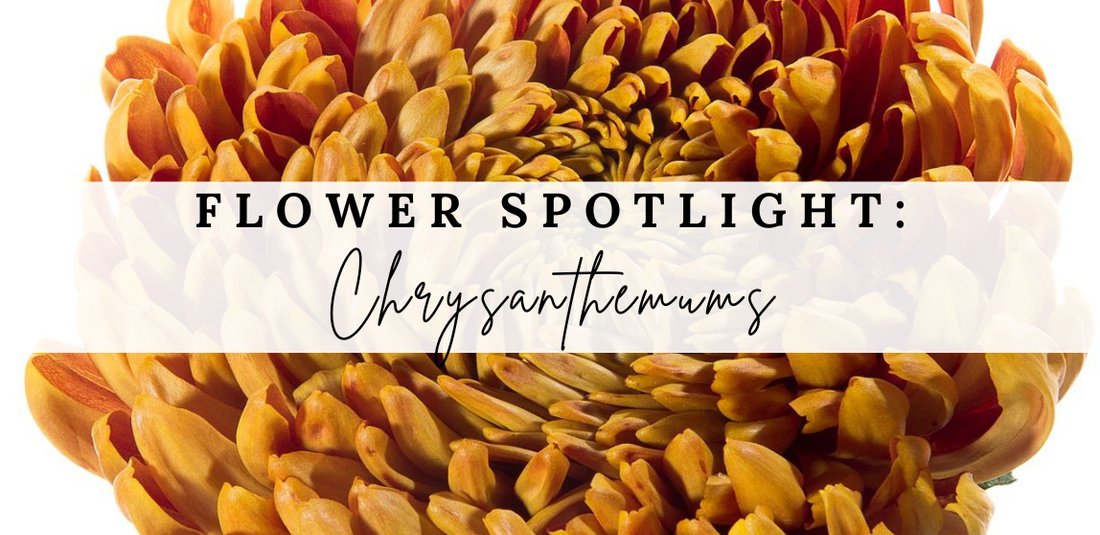 The Chrysanthemum: A Wedding Flower Spotlight