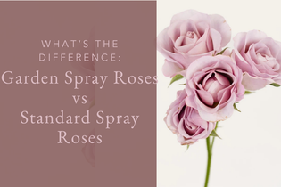 Garden Spray Roses vs. Standard Spray Roses: What's the Difference?