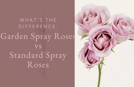 Garden Spray Roses vs. Standard Spray Roses: What's the Difference?