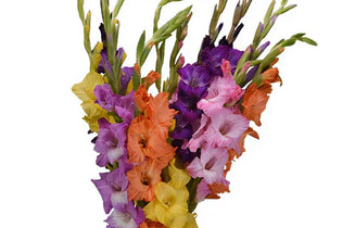 multi colored gladiolus glads from Fifty Flowers