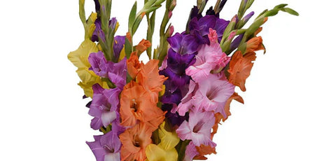 multi colored gladiolus glads from Fifty Flowers