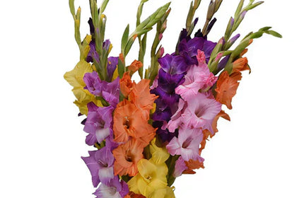 multi colored gladiolus glads from Fifty Flowers