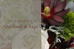 Introducing Oxblood and Sage