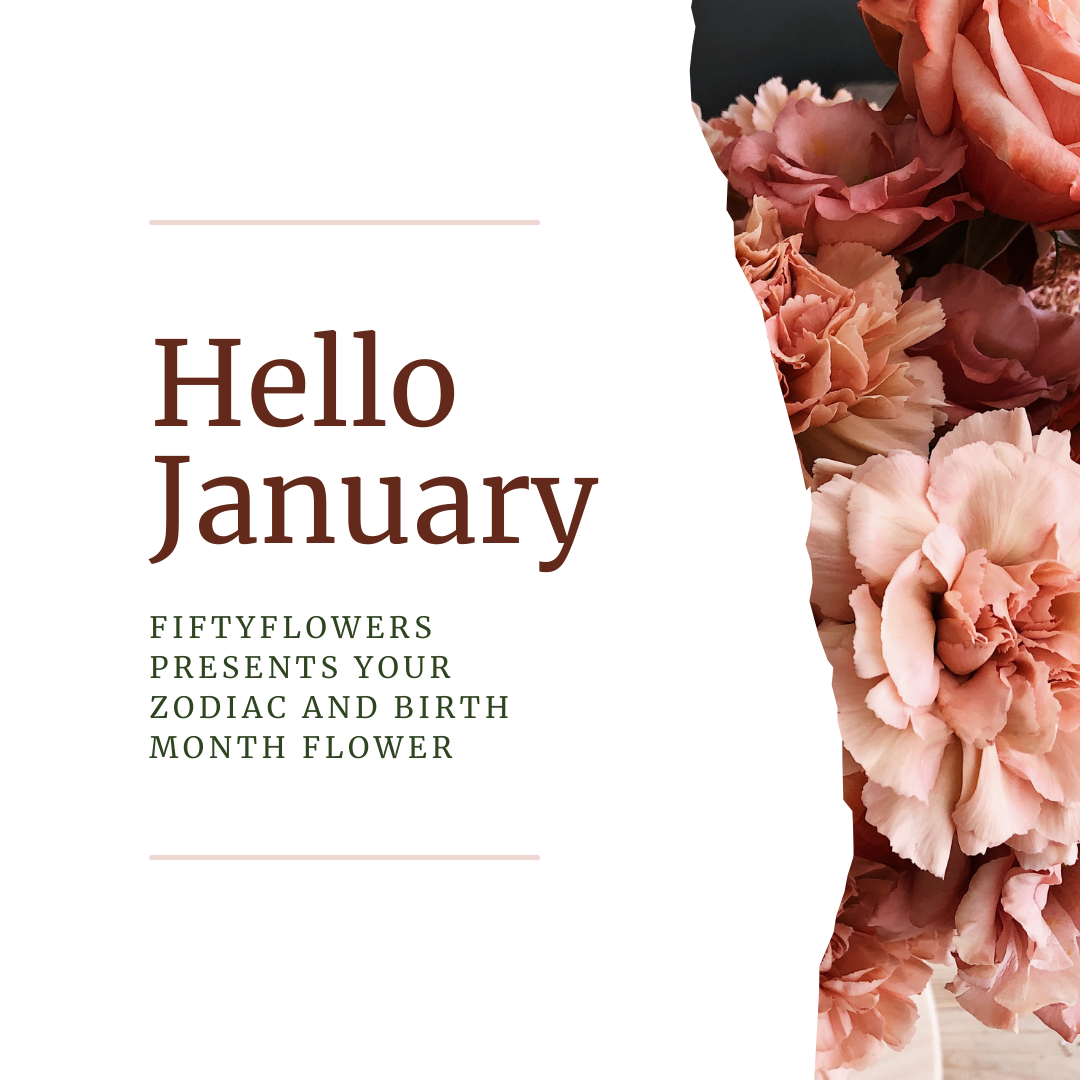 January zodiac and birth month flower presented by Fiftyflowers