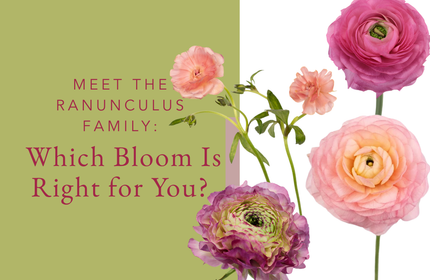 Meet the Ranunculus Family Which Bloom Is Right for You