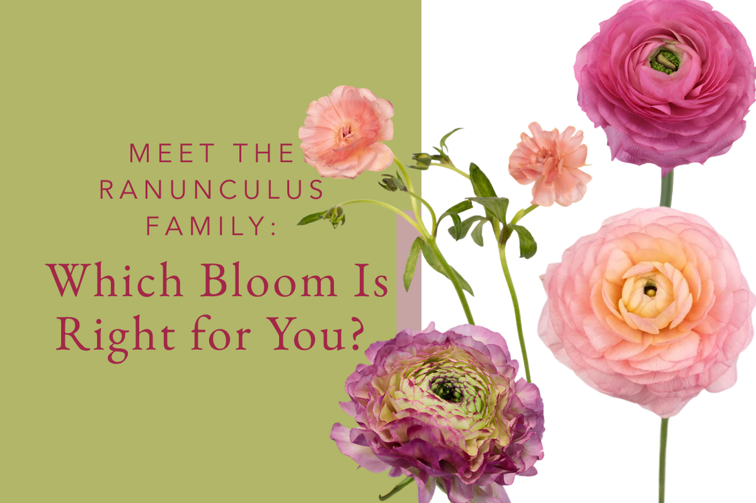 Meet the Ranunculus Family Which Bloom Is Right for You
