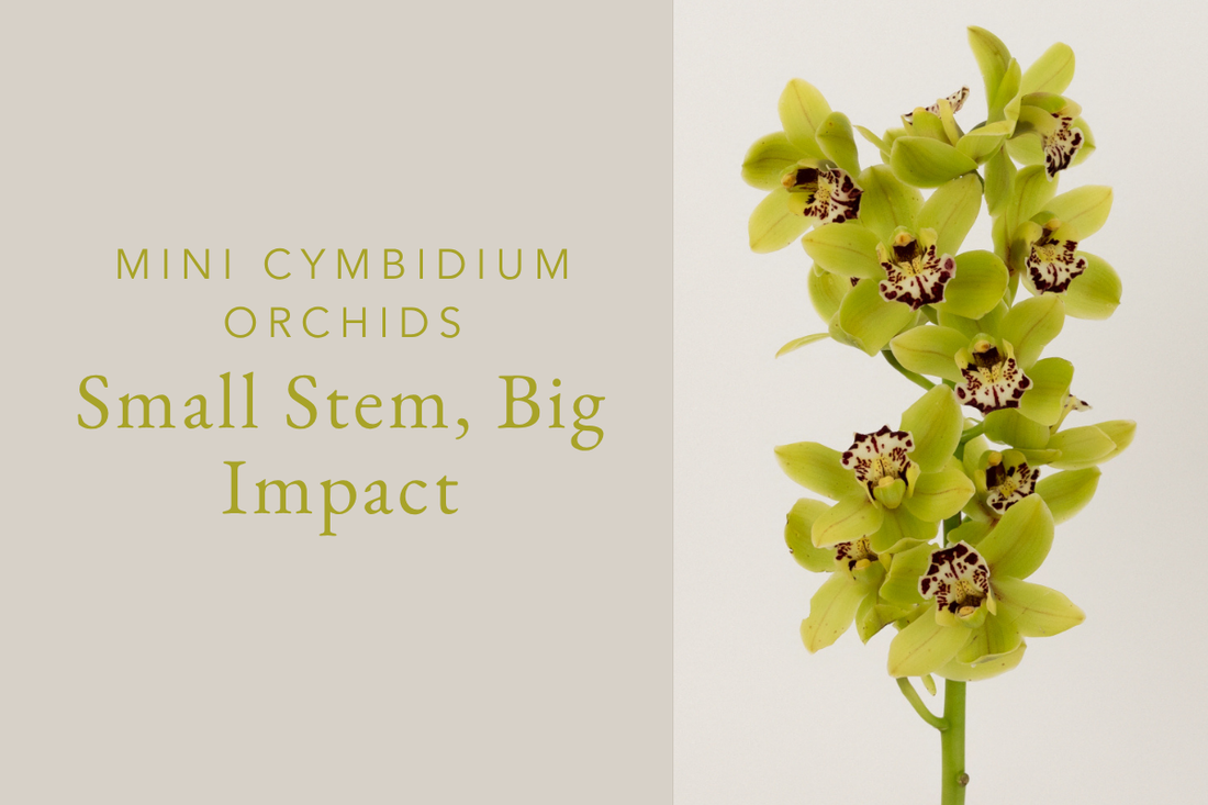 New Arrival: Mini Cymbidium Orchids-Small Stem, Big Impact