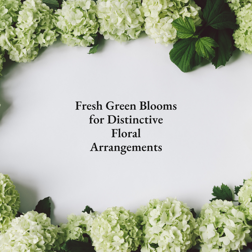 Fresh Green Blooms for Distinctive Floral Arrangements