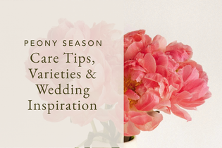 Peony Season Guide Care Tips, Varieties & Wedding Inspiration