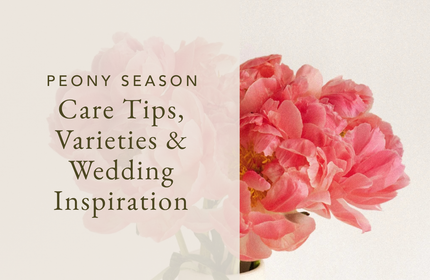 Peony Season Guide Care Tips, Varieties & Wedding Inspiration