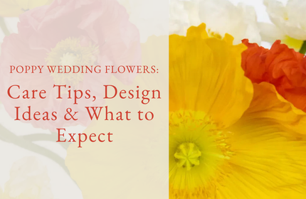 Poppy Wedding Flowers Care Tips, Design Ideas & What to Expect