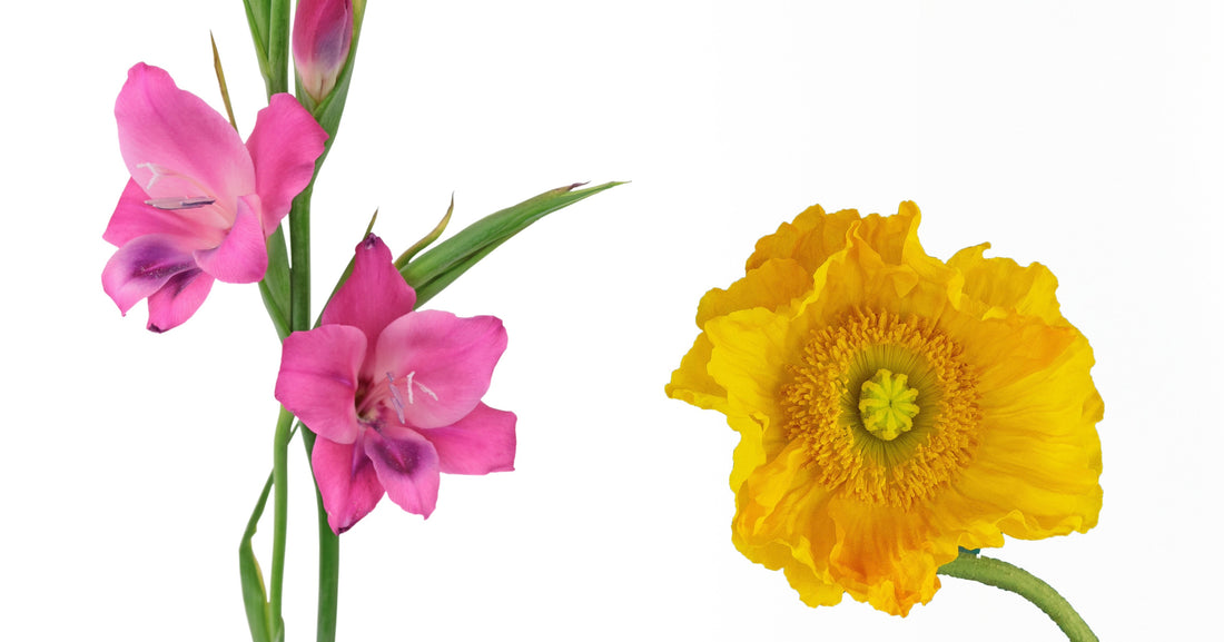 Pink gladiolus and orange poppy