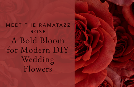 Meet the Razzmatazz Rose: A Bold Bloom for Modern DIY Wedding Flowers