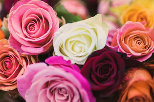 Rose Color Meanings You Should Know an array of colorful roses