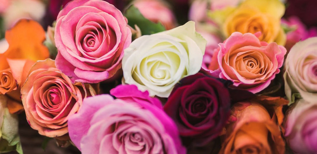 Rose Color Meanings You Should Know an array of colorful roses