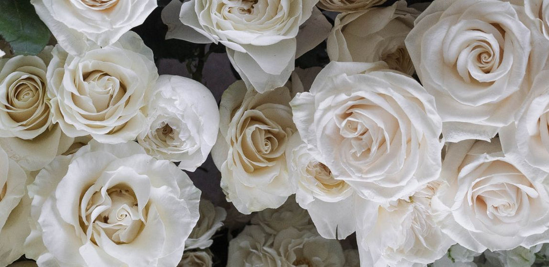 white standard roses and white garden roses up close