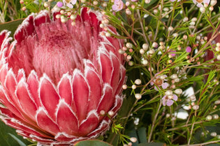 pinky red protea up close in flower bouquet