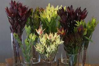 assorted Leucadendron in different vases