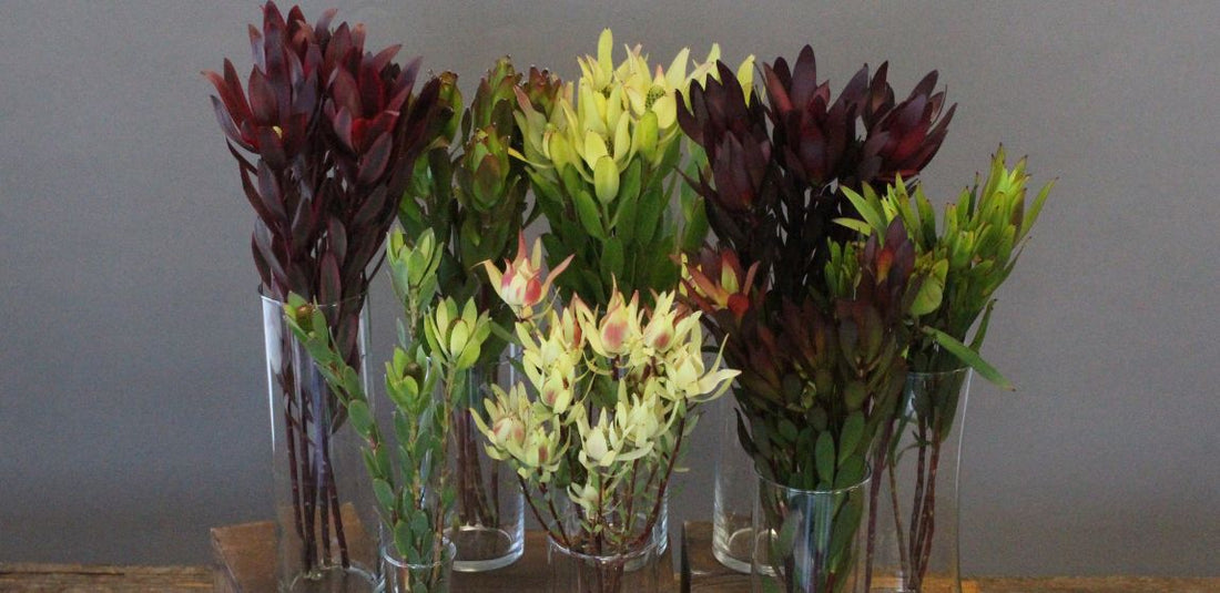 assorted Leucadendron in different vases